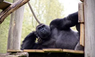 Cross-River-Gorilla