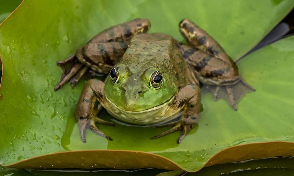 can frogs eat vegetables