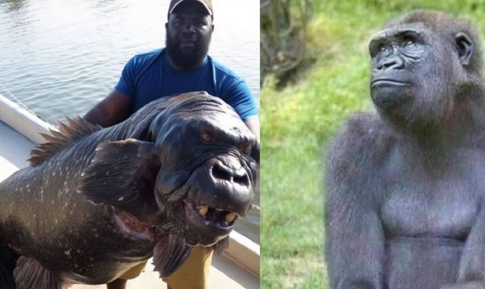 Gorilla Fish