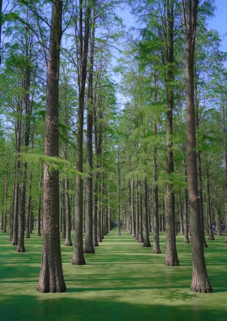 Haoyang Lake Wetland Park in China