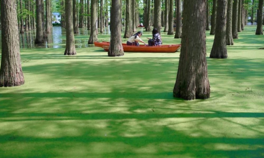 Haoyang Lake Wetland China