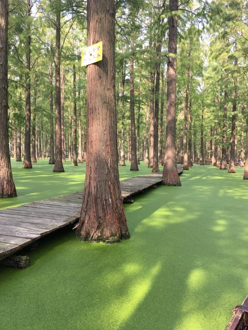 Haoyang Lake Wetland Park in China