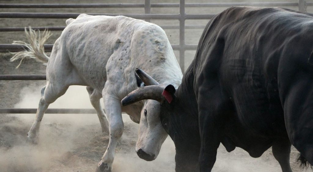 two bulls fighting