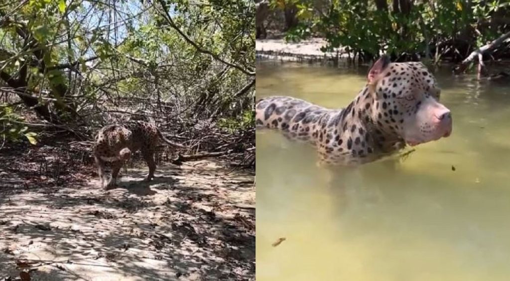 Leopard Bull dog