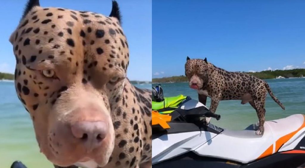 Leopard dog