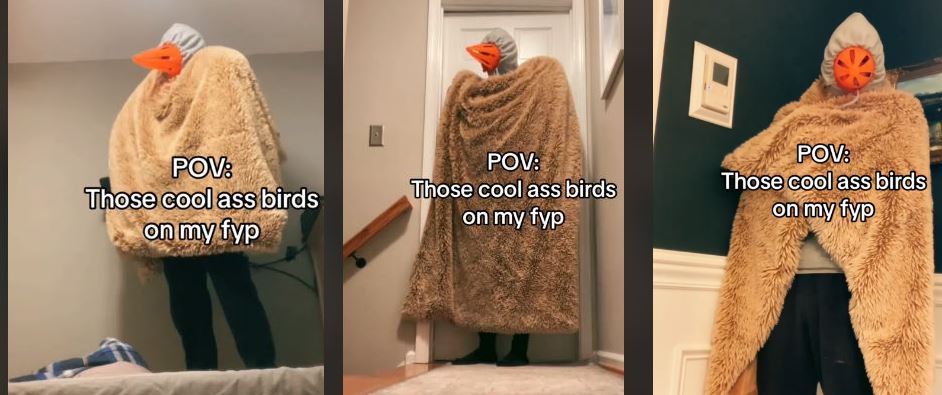 Erosion bird meme