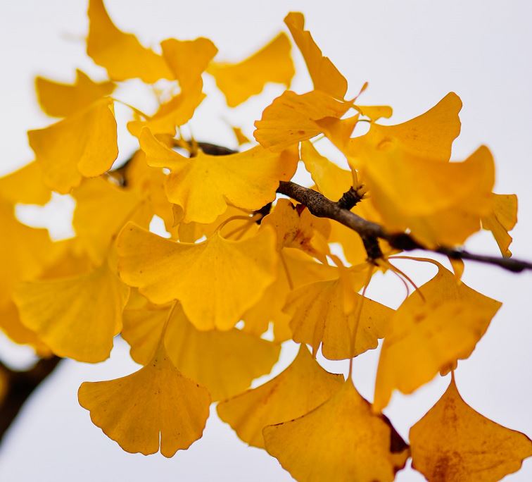 Gingko tree japan